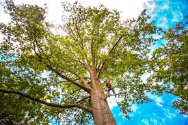 Best Leaf Removal  in USA