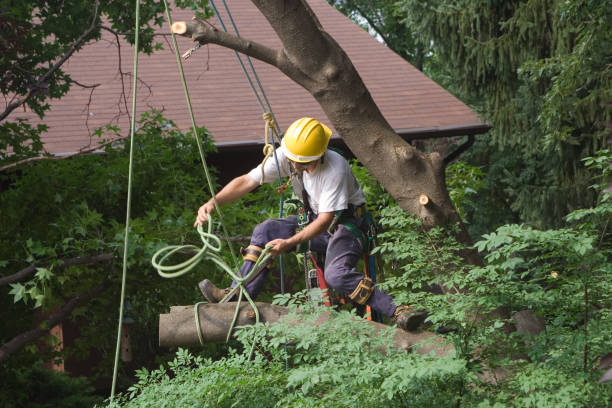 Best Tree Removal  in USA